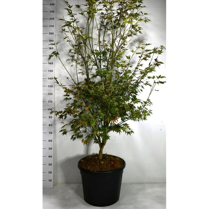 Japansk lönn – Acer palmatum 'Atropurpureum' - C70 200-225 cm.